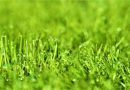 El césped. Una bonita imagen de césped verde de jardín. Mylene2401, Pixabay.