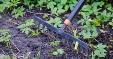 Malas hierbas en el césped. Tareas de mantenimiento para prevenir las malas hierbas en el jardín.