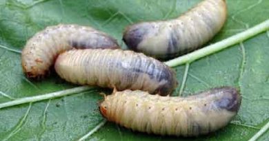 Plagas del césped. Gusanos y larvas en el jardín. Pixabay.